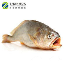 whole round frozen fresh yellow croaker 500g 1000g W/R